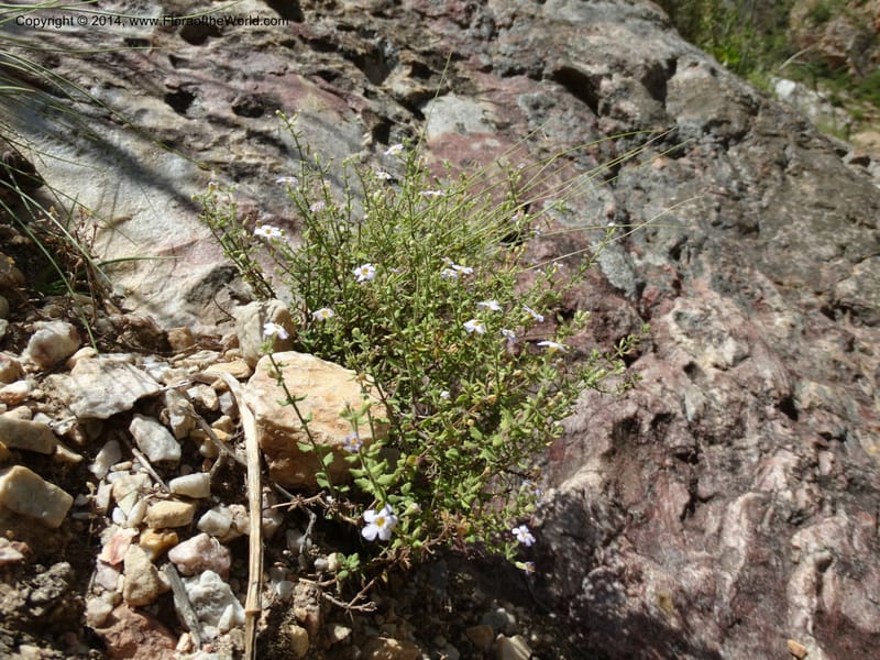 Sutera hispida, Davidson, C 12260--South Africa. Western Cape. Swartberg Pass Rd. 19 Jan 2014. DSC00537 (68).JPG