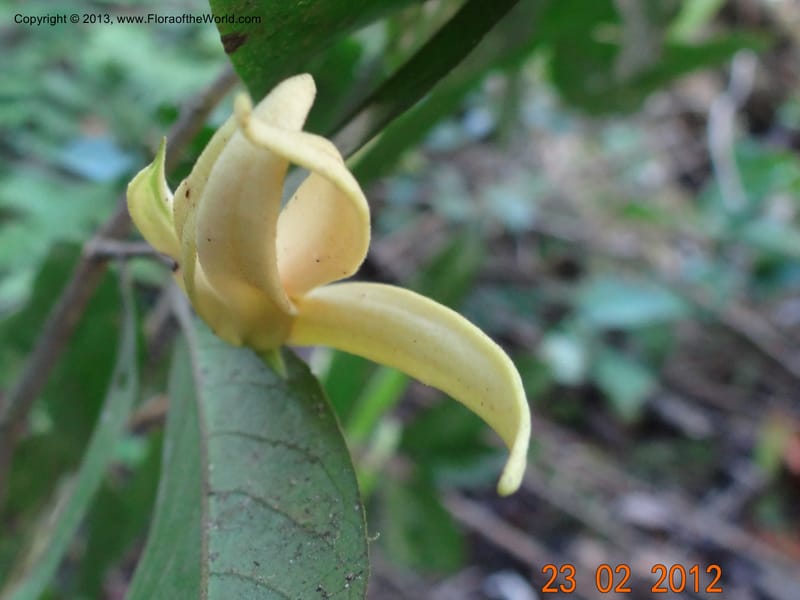 Xylopia sp. unk., Espinosa-Jimenez, J. A 1180--Mexico, Chiapas,Biosfera  El Ocote  23 Feb 2012  3937 (7).JPG