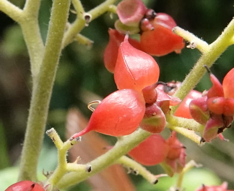 Tetracera, C. Davidson 13922--Gabon. Rd betw Kinguele and Makaban. 30 Oct 2018. DSC00492 (113).JPG