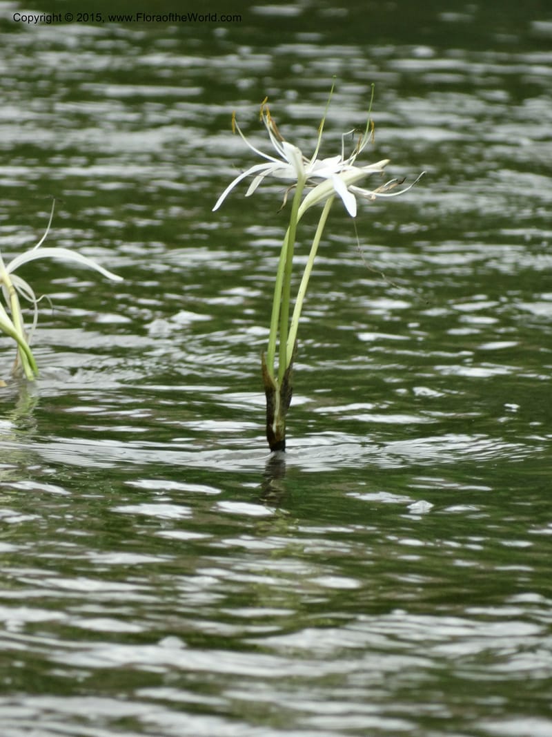 Crinum natans, Elias Ndive 189--Cameroon. Kumba River, Kumba. 23 Mar 2014. DSC03541 (27).JPG