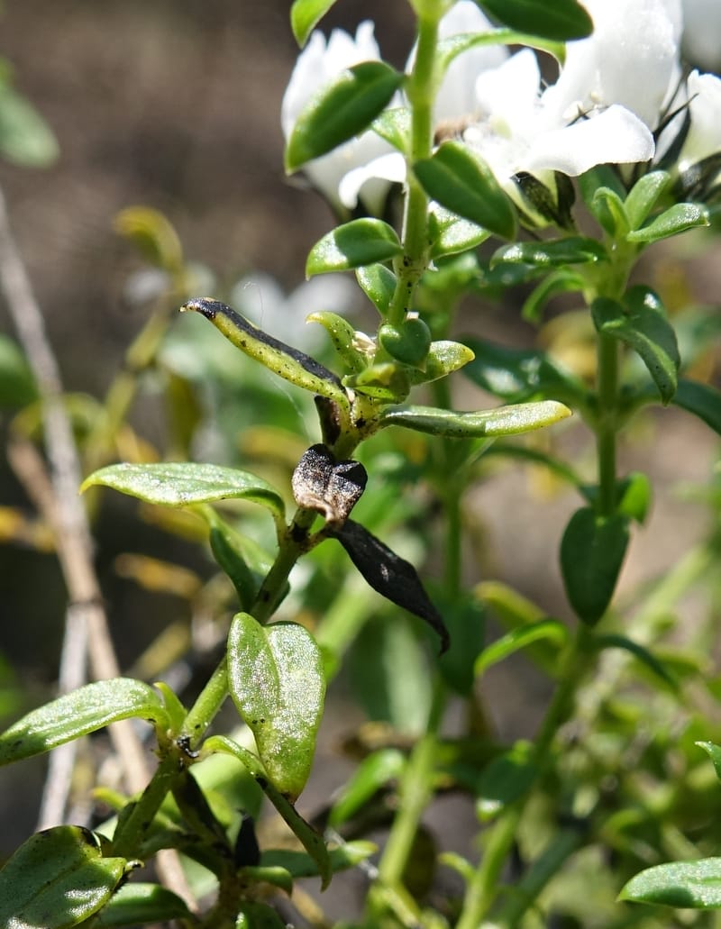 Logania serpyllifolia, Davidson, C 13471--Australia. W.A. Albany Hwy, odom 33.5. 28 Oct 2016. DSC05957 (7).JPG