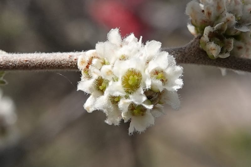 Rhus microphylla, C. Davidson 13990--AZ. Cochise Co. Hwy 80 SE of Tombstone. 9 April 2019. DSC07192 (17).JPG