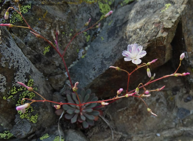 Lewisia columbiana var. wallowensis, Davidson, C 12591--ID. Idaho Co. Seven Devils Camp Ground. 15 Jul 2014. DSC00113 (123).JPG