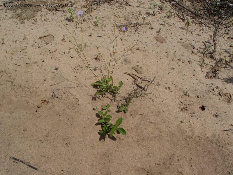 Wahlenbergia--So. Africa. KwaZuluNatal. Lake Sibaya Lodge. 1 Oct. 03. 036.jpg
