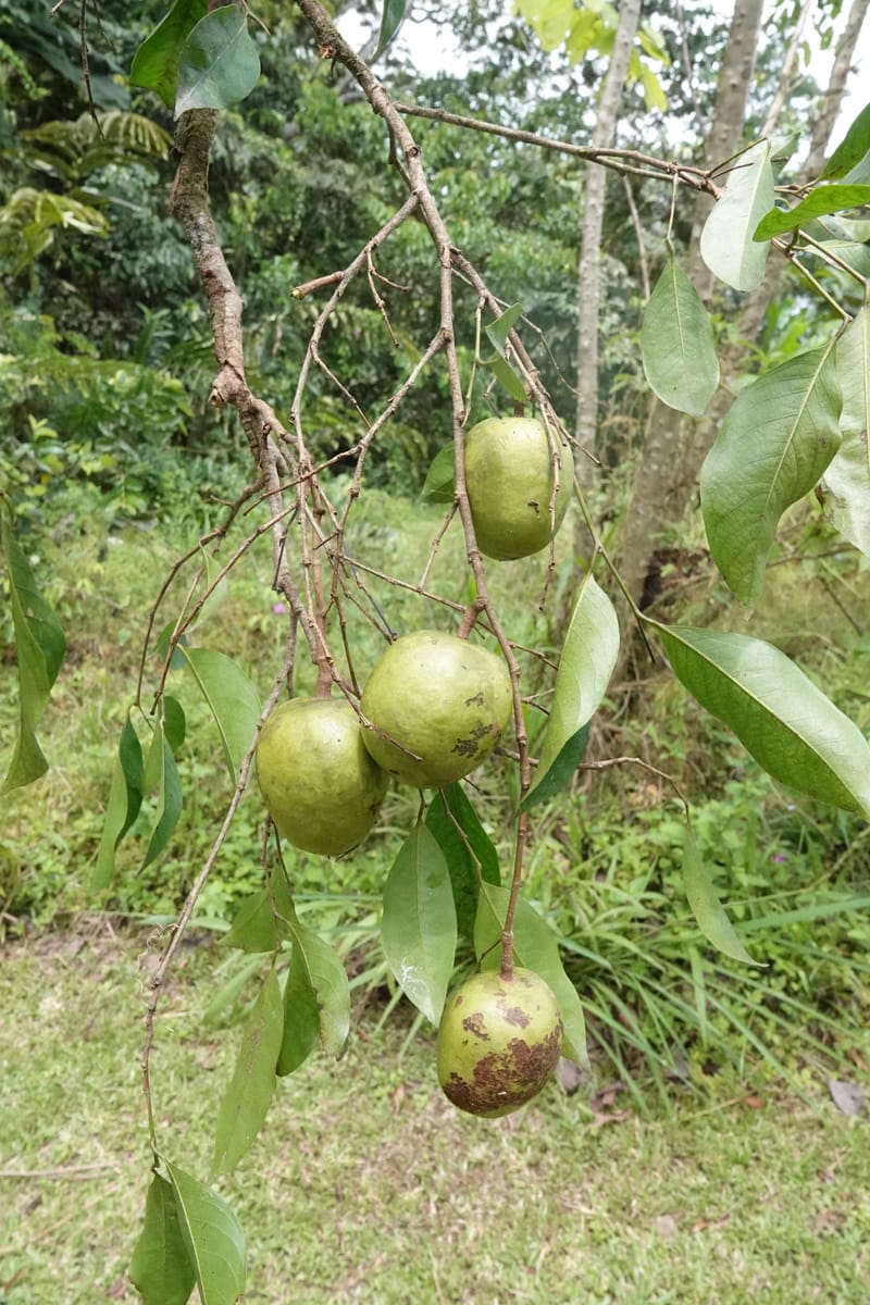 Irvingia gabonensis, C. Davidson 13929--Gabon. Missome Village. 31 Oct 2018. DSC00817 (169).JPG