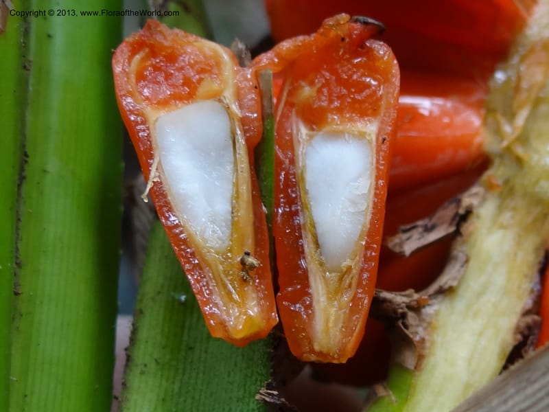 Pandanus platystigma, Callmander 1001--Sarawak.. Bot. Res. Center, Semengoh. 26 Mar 2012. DSC05403 (33).JPG
