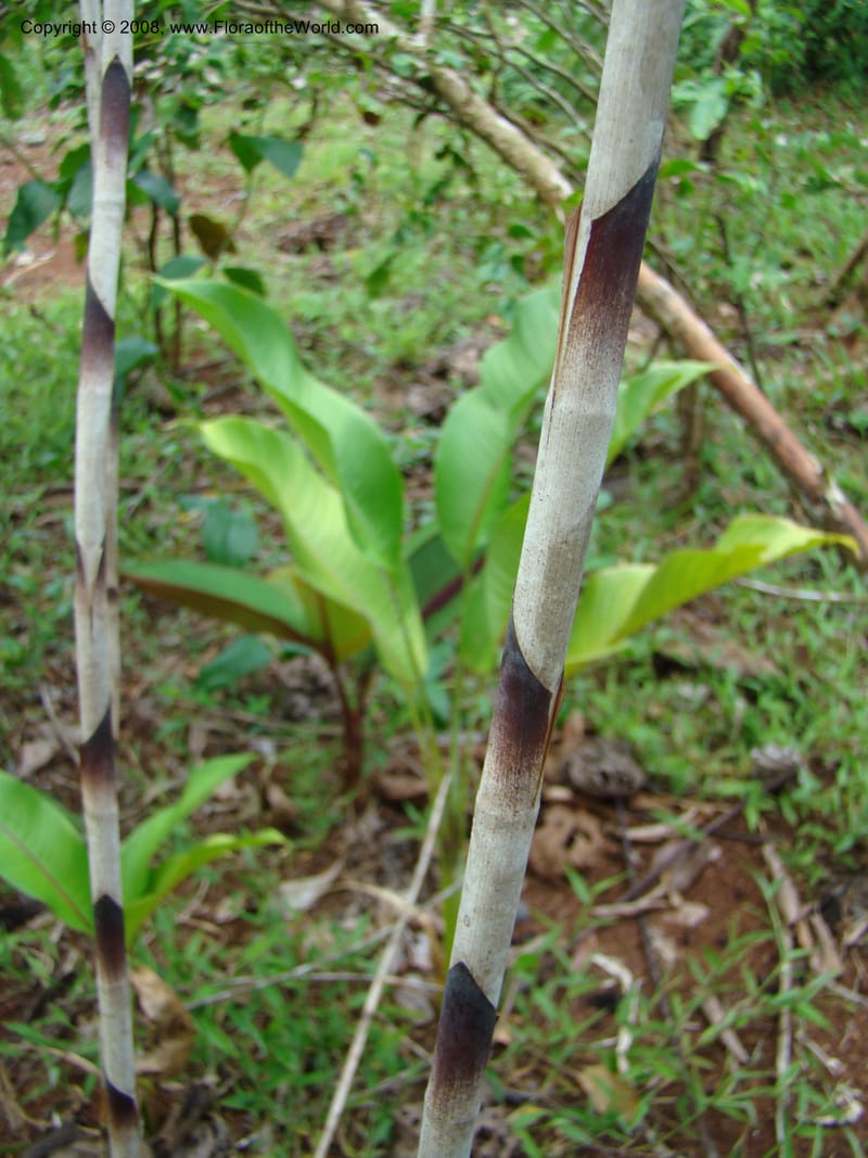 Costus stenophyllus--Costa Rica. Puntar. Los Charcos de Osa. 15 Apr 08. 221.jpg