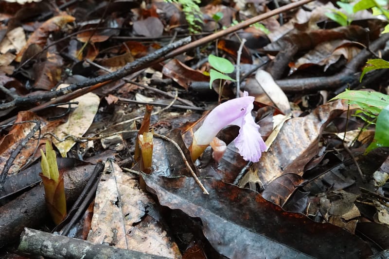 Aframomum, C. Davidson 13951--Gabon. Mondah. Arb Raponda Walker. 4 Nov 2018. DSC01949 (184).JPG