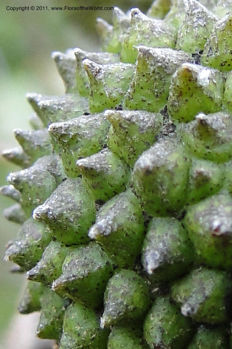 Guazuma ulmifolia, W. D. Stevens 31172--Paraguay. Edo. Concepcion. Garay Cue. 19 Mar 2011. 345 (26).jpg