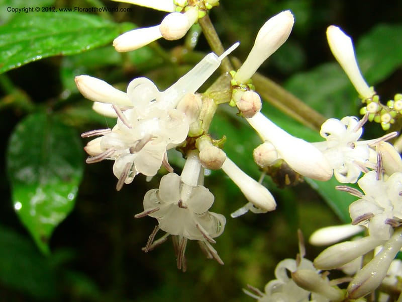 Psychotria, Gereau, R 7011--Tanz. Mbeya Rural Distr. Ngozi Crater. 26 Jan 08. 028 (1).jpg