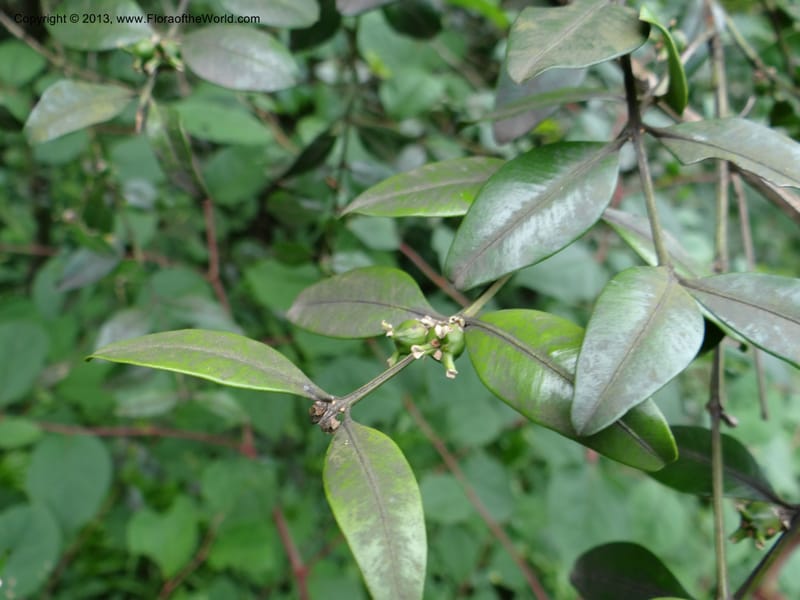 Buxus sinica var. aemulans, Davidson, C 12044--China. Anhui Prov. Huang Shan. 8 Jun 2012. DSC02431 (162).JPG