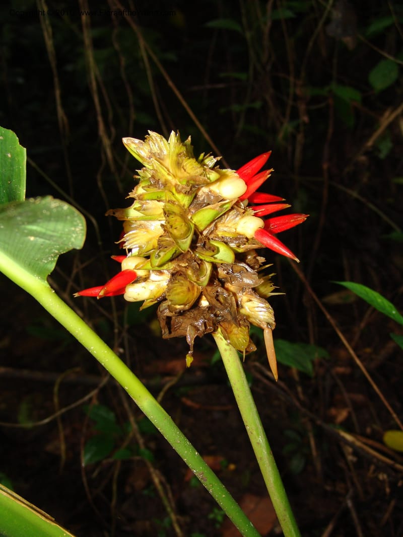 Calathea, Croat 96199--Ecuador. Edo. Guaya. Manglares Churute Ecol. Res. 21 Mar 06. 189 (8).jpg
