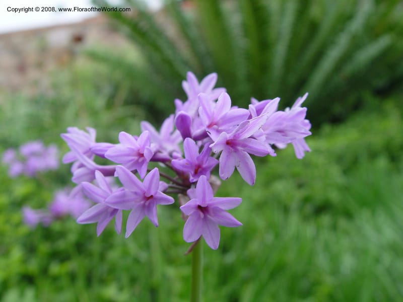 Tulbaghia simmleri--So. Africa. Durban Bot. Gard. 3 Oct 03. 100.jpg