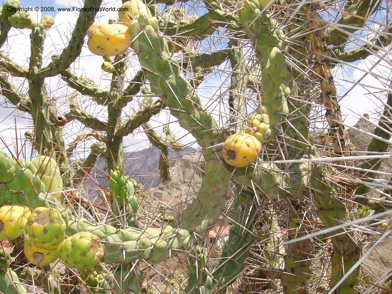 Opuntia subulata--Bolivia. La Paz. Jardin Botanico La Paz. 3 Dec 04. 130.jpg