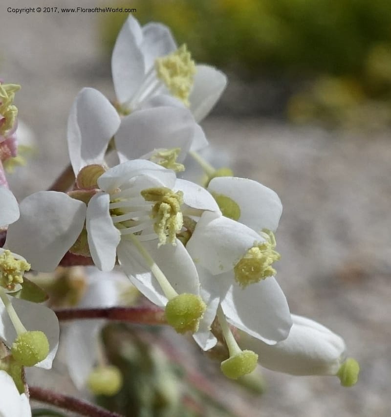 Camissonia boothii subsp. condensata, Davidson, C 13157--California. Inyo Co. Hwy 190 W of Panamint Spgd. Stop 1. 21 Apr 2016. DSC02055 (35).JPG