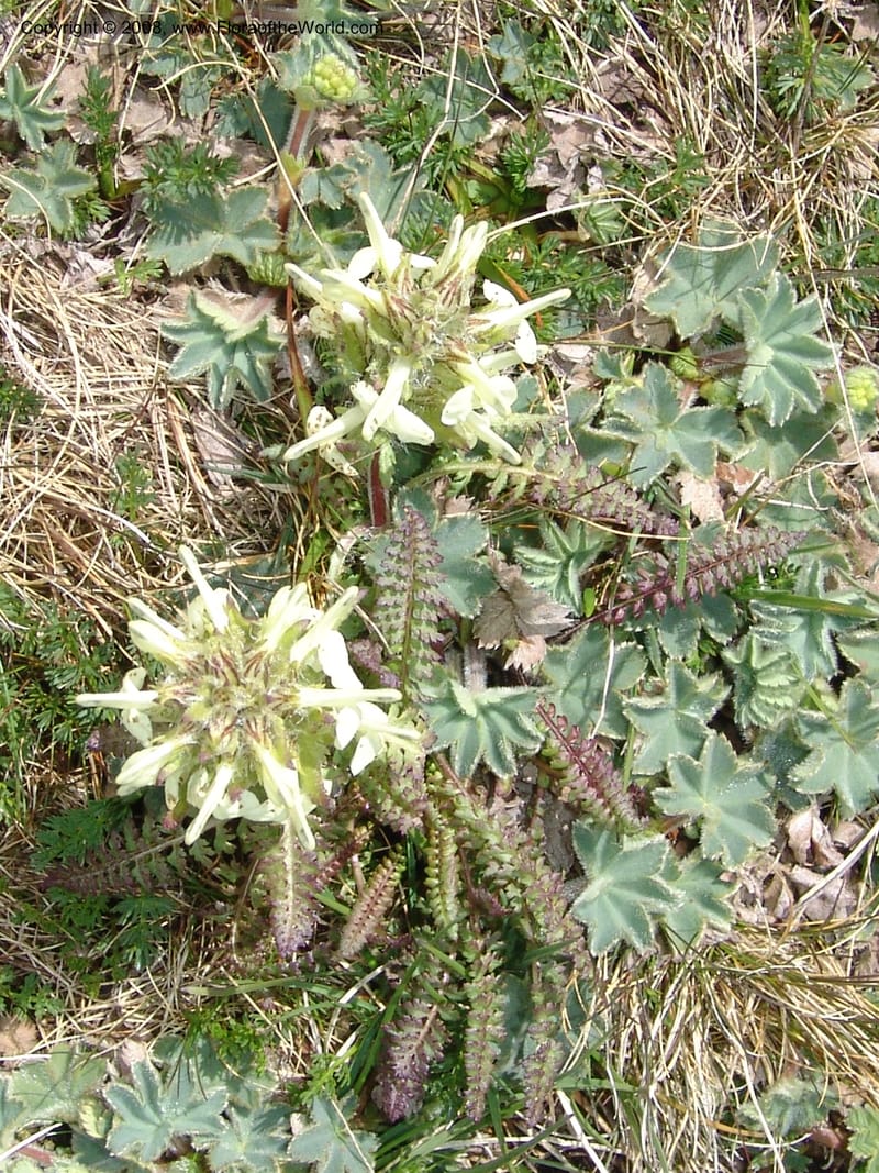 Pedicularis armena--Georgia. Vic. of Tskhrats'karo Pass. 7 Jun 05. 155.jpg