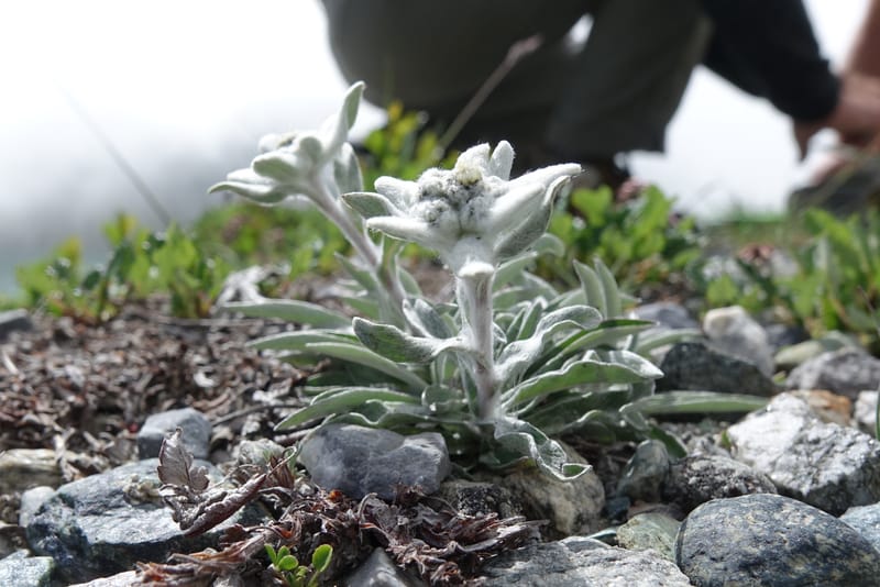 Leontopodium alpinum, Not collected--Switzerland. Sass Almagell. Lac Mattmark. 3 Jul 2016. DSC08449 (103).JPG