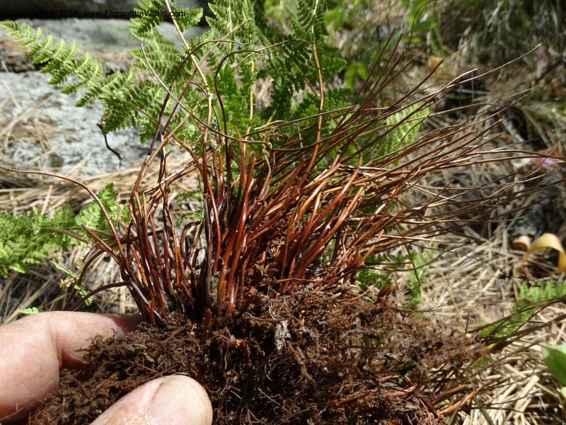 Woodsia scopulina, Davidson, C 12843--Idaho. Valley County. Sylvan Beach. 15 Jun 2015.  (50).JPG