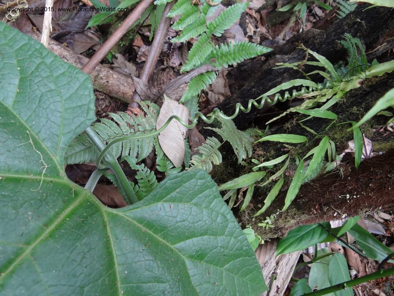 Gurania, Hammel 26196--Costa Rica. Cuesta de Burro. 6 Mar 2012. DSC04788 (435).JPG