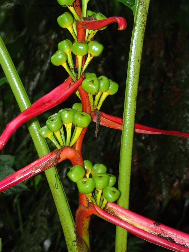 Heliconia amygdalina v. transandina, Croat94411--Ecuador. Prov. Pichincha. Res. Guaycuyacu. 11 Feb 05. 041.jpg