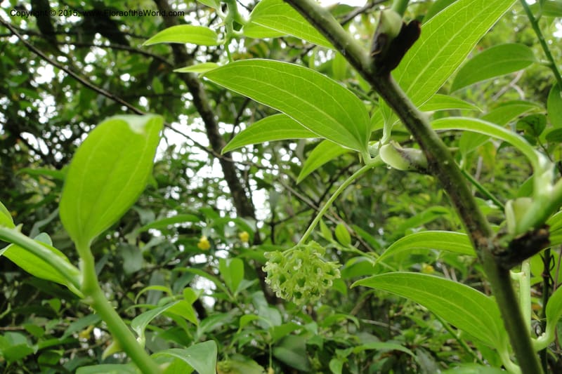 Heterosmilax, Regalado 1772--Viet Nam. Ban Khoang Commune. 4 May 2011. 080 (12).jpg