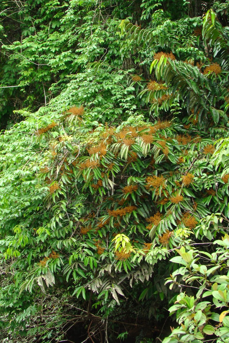 Virola calophylla, RVasquez34838--Peru. Loreto. Dist. Nauta. Qbda Nawapa, Rio Tigre. 11 Nov 08. 306.jpg