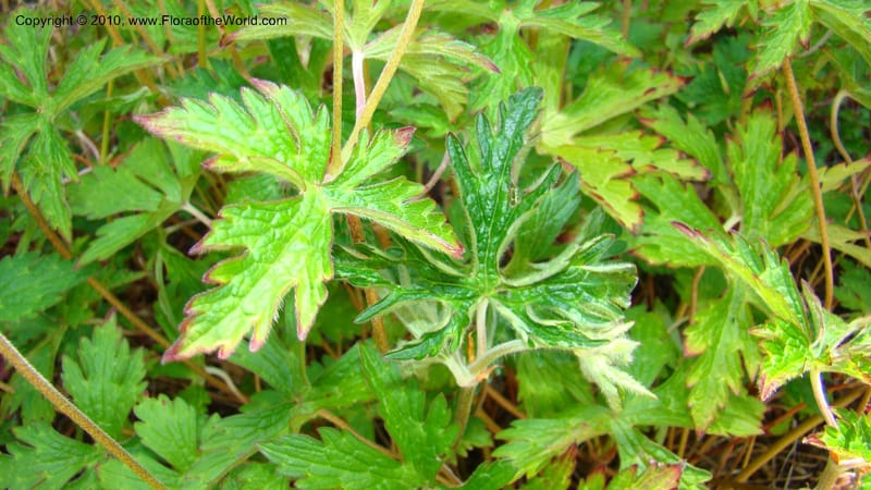 Geranium hispidissimum--Tasmania. Royal Tasmanian Botanical Garden. 2 Feb 2010. 153 (12).jpg