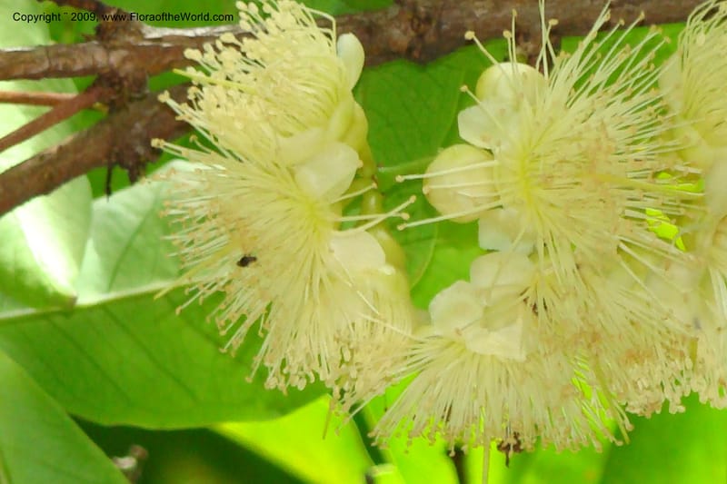 Syzygium samarangense--South Africa. Durban Botanical Garden. 30 Jan 09. 314.jpg