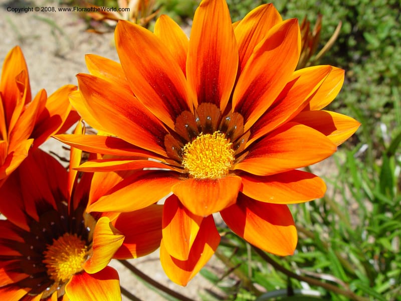 Gazania krebsiana--Spain. Blanes. Marimurtra Bot. Gard. 24 Apr 04. 205.jpg