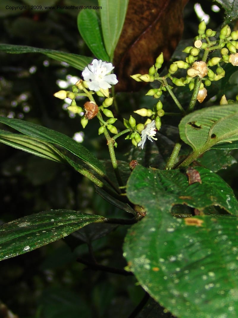 Conostegia, Croat94453--Ecuador. Prov. Pichincha. Res. Guaycuyacu. 10 Feb 05. 039.jpg