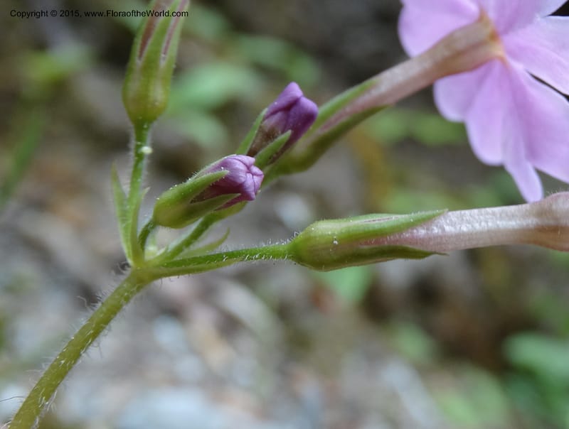 Primula polyneura, Boufford, D 43609--China. Sichuan. ShaShiDuo. 8 May 2014. DSC04232 (82).JPG