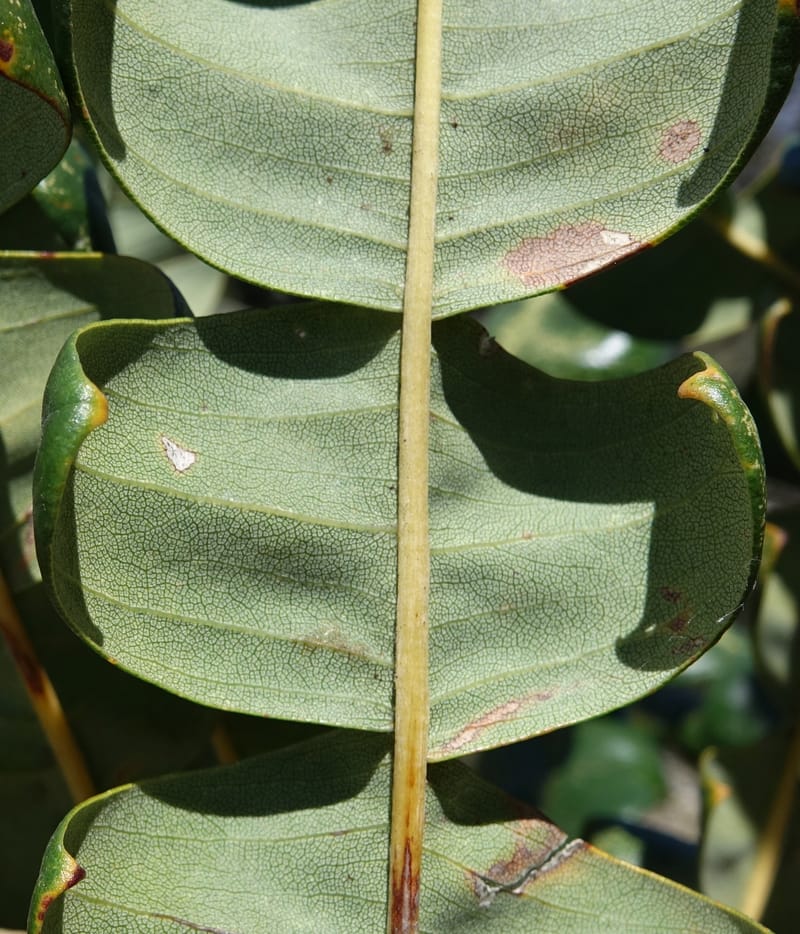 Banksia grandis, Not collected--Australia. W.A. Koondoola Bushland. 22 Oct 2016. DSC03457 (276).JPG