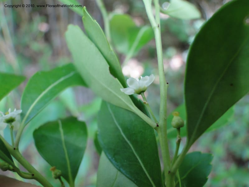 Ilex glabra, Mori, S 27396, USA, North Carolina, Johnson Co., Hwy 50, 3 km SE of Benson, 21 May 2010 (24).JPG