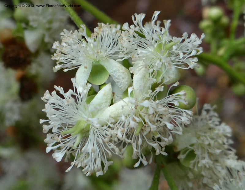 Tetracera nordtiana, Gray, B 9632--Australia. Queensland. Misty Mtn. Rd. 12 Nov 2013. DSC08108 (45).JPG