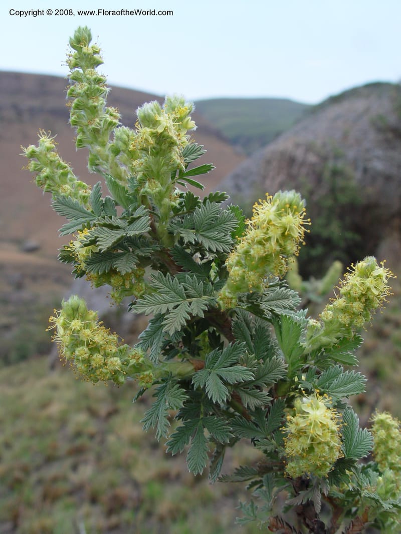 Leucosidea sericea--So. Africa. Drakensberg Mts. Giant's Castle. 4 Oct 03. 034.jpg