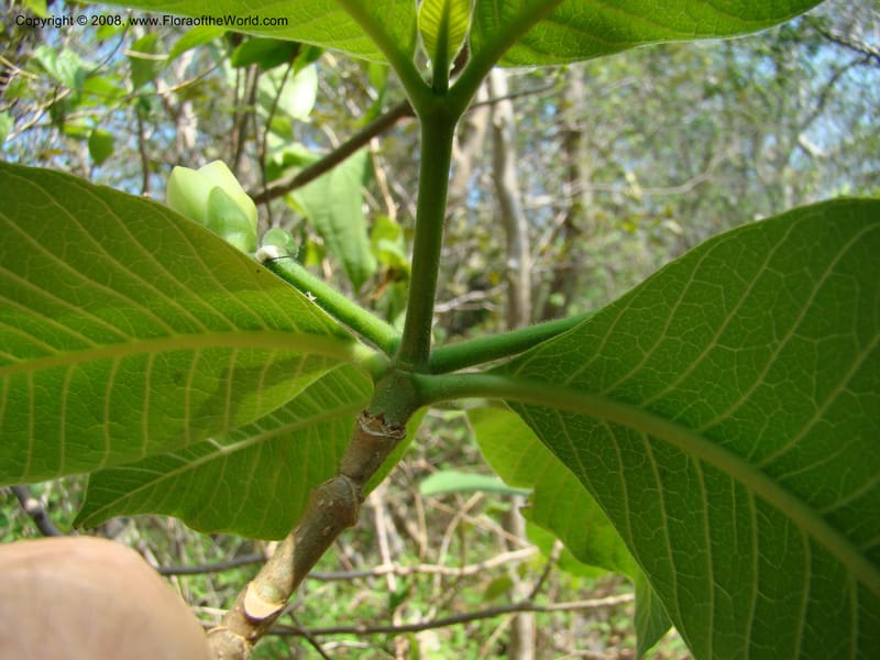 Stemmadenia obovata--Costa Rica. Guanac. Palo Verde Biol. Sta. 6-7 Apr 08. 045.jpg