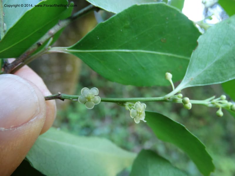 Maytenus acuminata, Davidson, C 12280--South Africa. Western Cape. Karatara River. 21 Jan 2014. DSC00950 (31).JPG