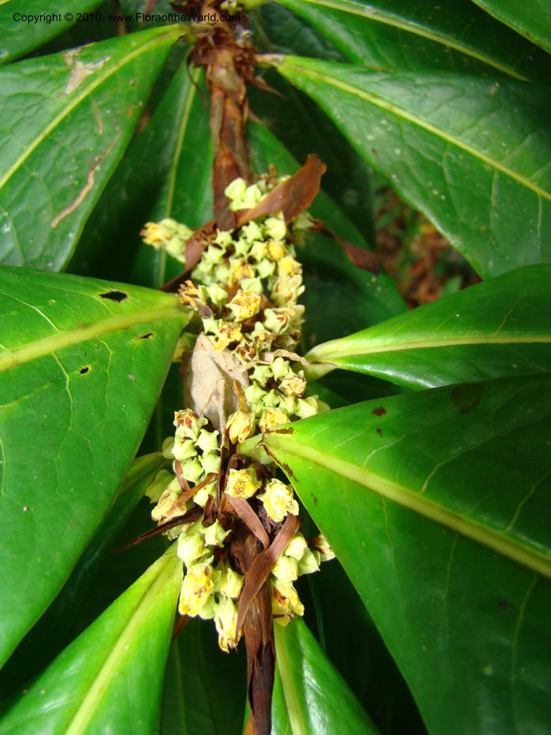 Erythroxylum macrophyllum, B. Hammel 24675--Costa Rica. Prov. Limon. Selva Bananito Lodge. 12 Apr 08. 009 (4).jpg
