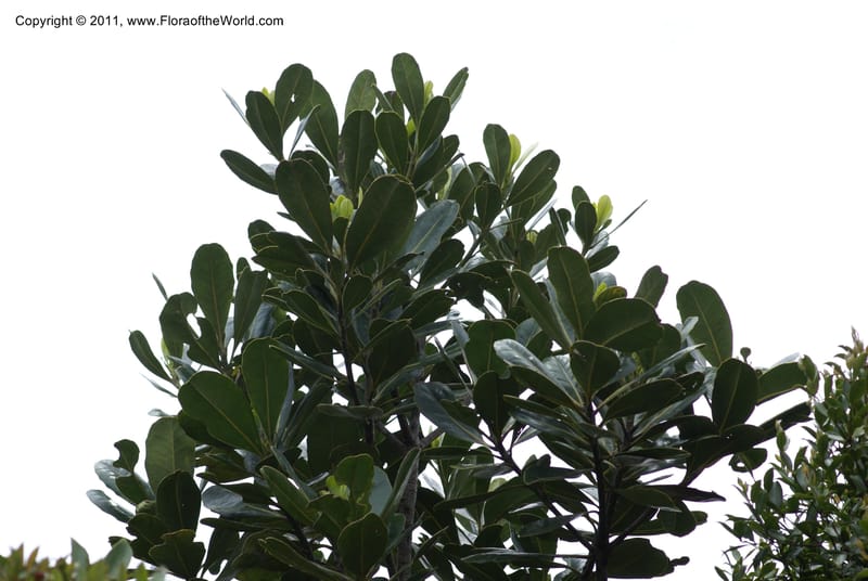 Strasburgeria robusta, Munzinger, J 4877--New Caledonia,  Dzumac, 20 Nov 2007, 28 (25).JPG