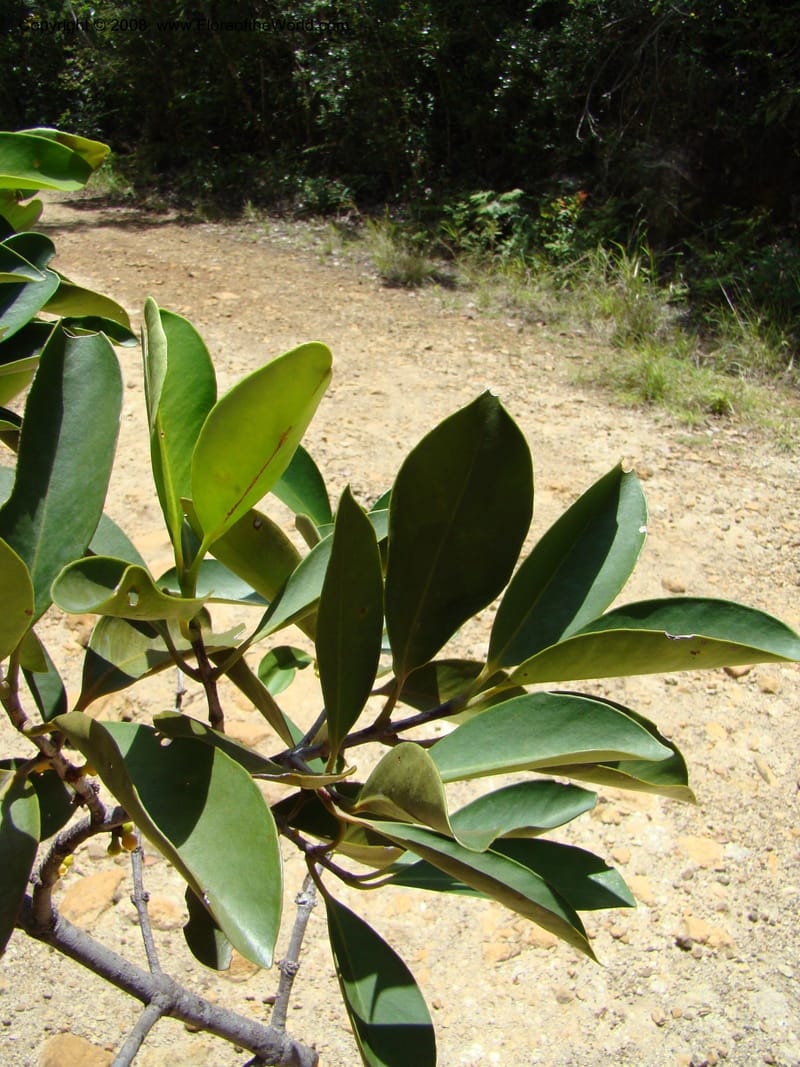 Garcinia neglecta, JMunzinger4669--N.Caled. Dumbea Dam in Dumbea Riv, S of Noumea. 11 Nov 07. 244.jpg