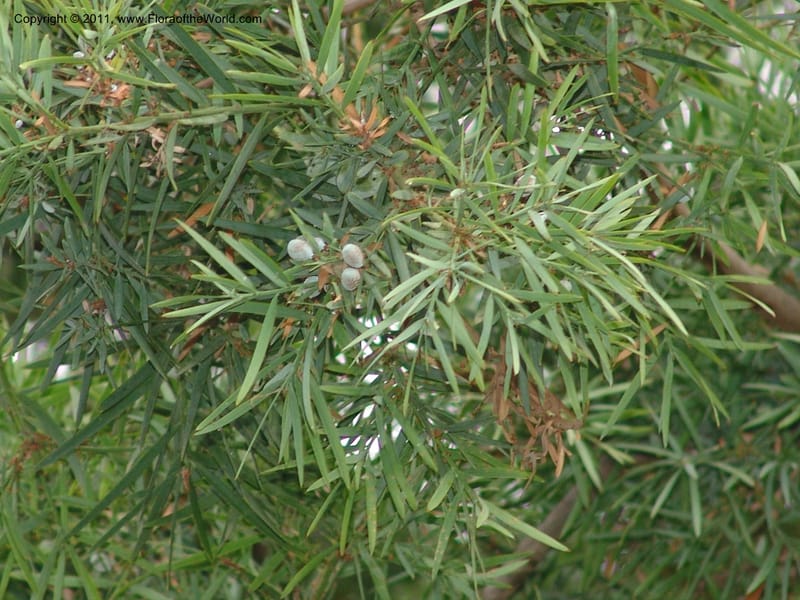 Decussocarpus falcatus--Ethiopia. Wendo Genet, near Wabe Shebelle Hotel. 14 July 04. 001 (2).jpg