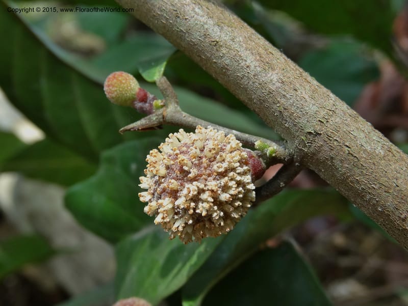 Treculia obovoidea, Davidson, C 12341--Cameroon. Mokoko For. Res. 20 Mar 2014. DSC02622 (264).JPG
