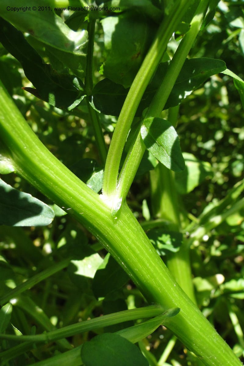 Nasturtium officinale, C. Davidson 11853--Oregon. Malheur Co. Leslie Gulch. 30 June 2011. 229 (14).jpg
