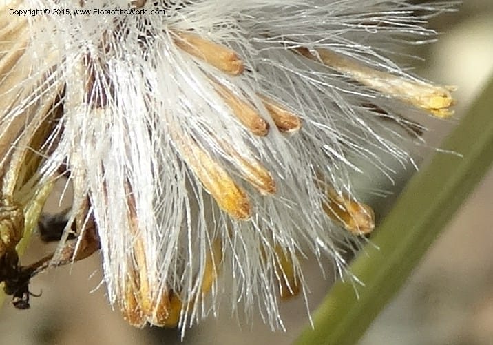 Senecio, Davidson, C 12598--ID. Idaho Co. Seven Devils Camp Ground. 15 Jul 2014. DSC00113 (324).JPG