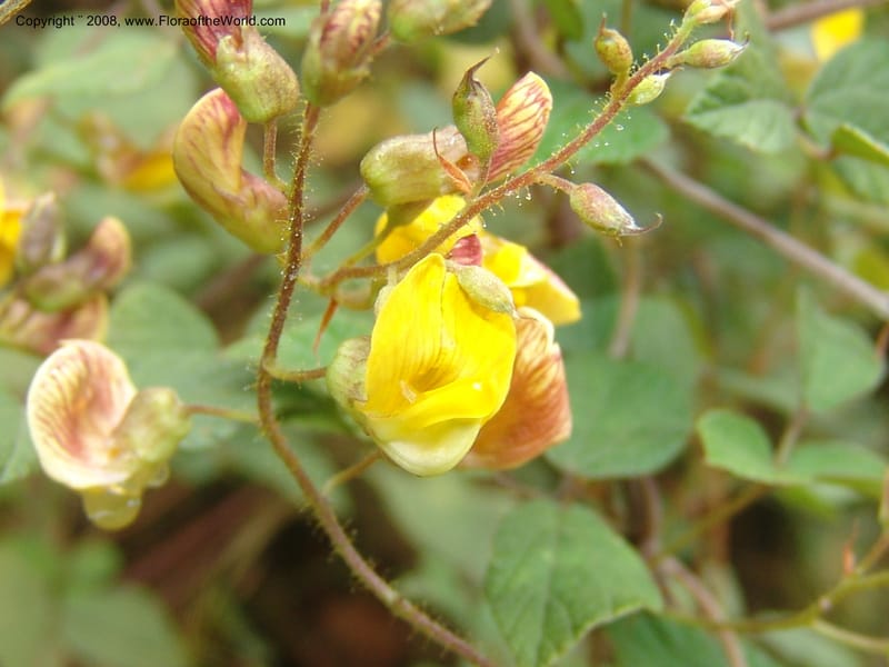 Rhynchosia--So.Africa. Mpumal. Moodie Mts.  18 Mch 05. 170.jpg