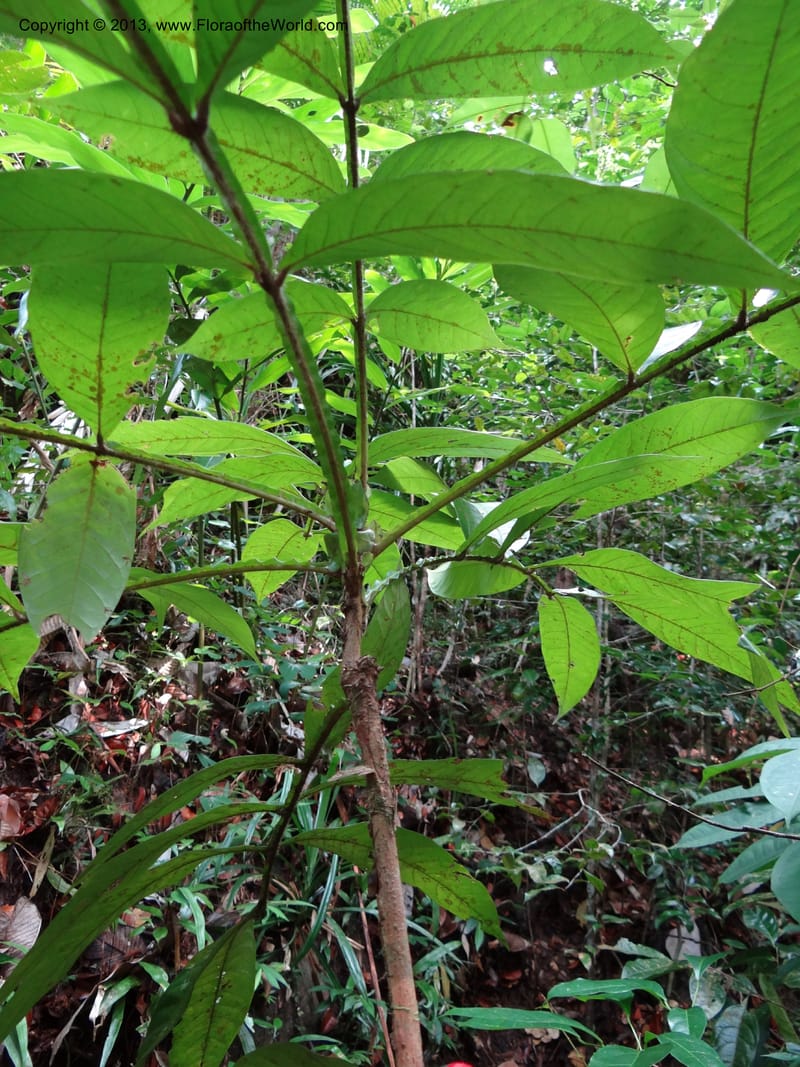 Lepisanthes ramiflora, Buerki 324--Malaysia, Sarawak. Bako Nat. Park. Lintang Trail. 30 Mar 2012.  NDSC06186 (153).JPG