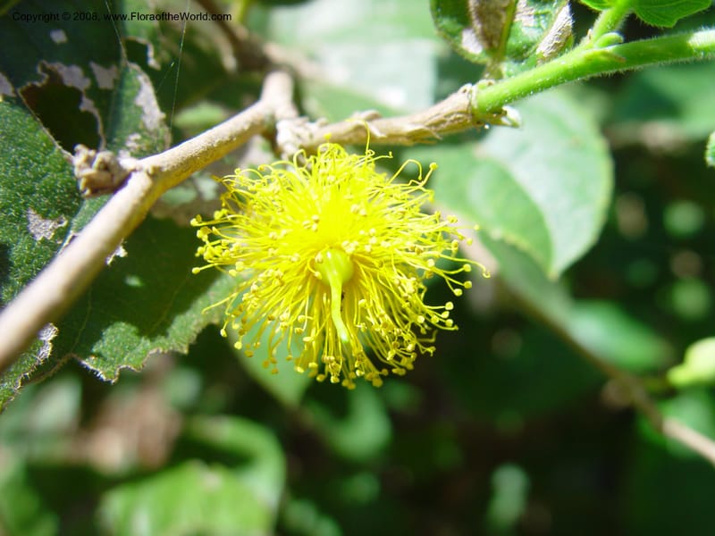 Banara vanderbiltii--FL. Fairchild Tropical Gard. 8 Apr 03. 091.jpg