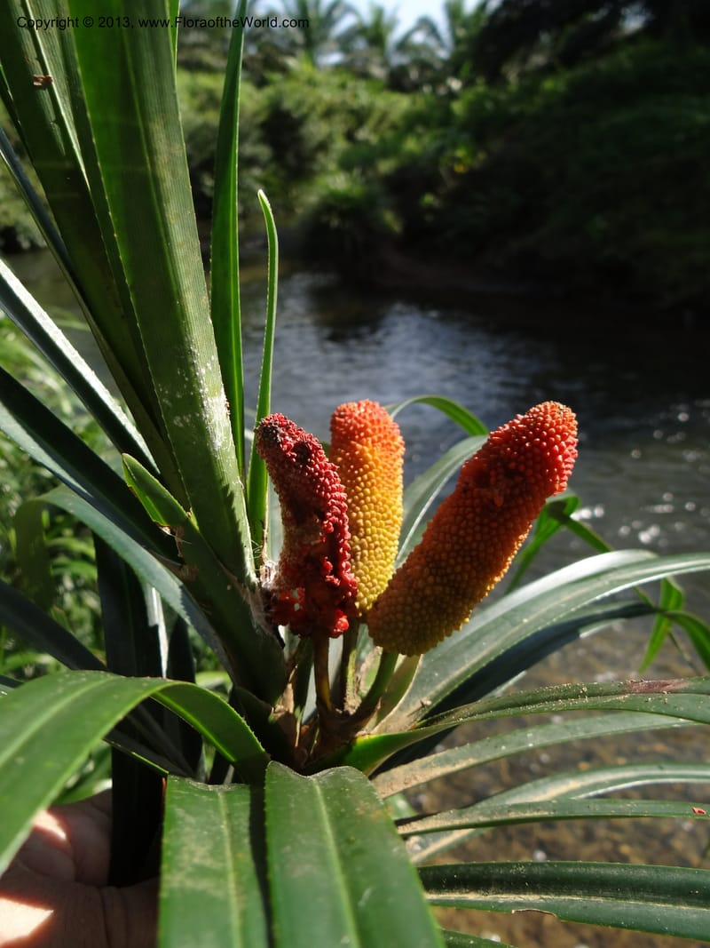 Freycinetia robinsonii var. meijeri, Callmander 1031--Malaysia. Sabah. Tahan Niaga Plantation. 8 Apr 2012. DSC07609 (37).JPG
