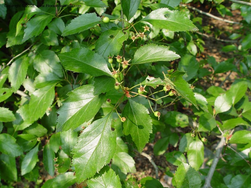 Crataegus nitida, 85-85-B--MA. Arnold Arboretum. 30 June 03. 112.jpg