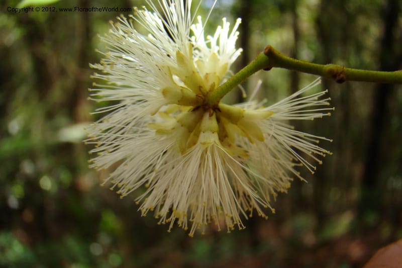Archidendron, Regalado 1747--Viet Nam. Thua Thien Hue Prov. Phu Loc Distr. Bach Ma. 13 Apr 09. 338.jpg